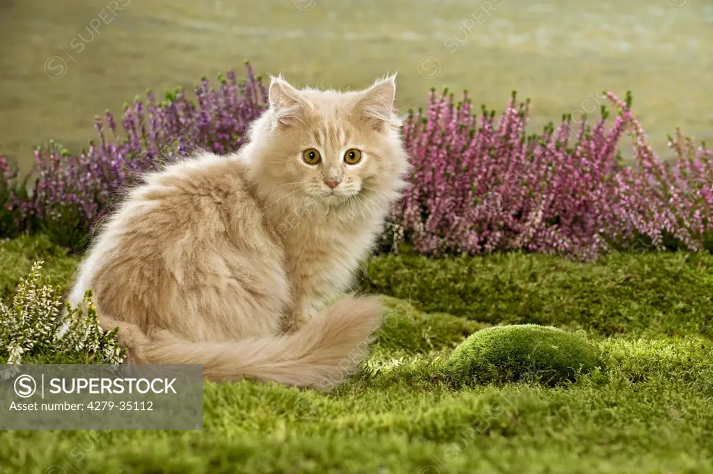 Maine Coon cat (creme tabby) - sitting