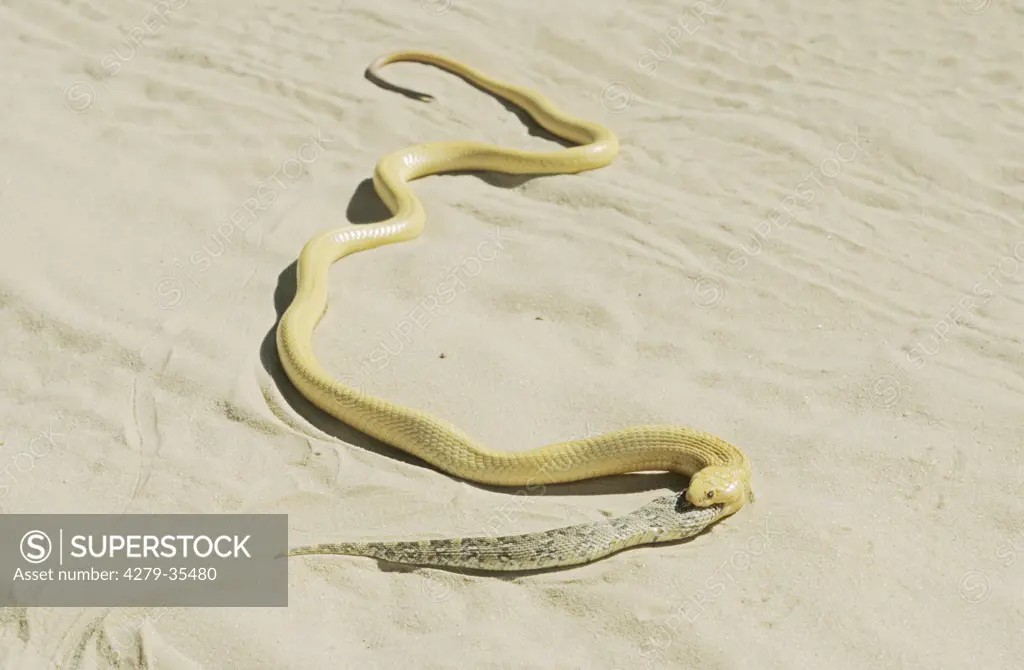 Cape Cobra munching a snake, Naja nivea