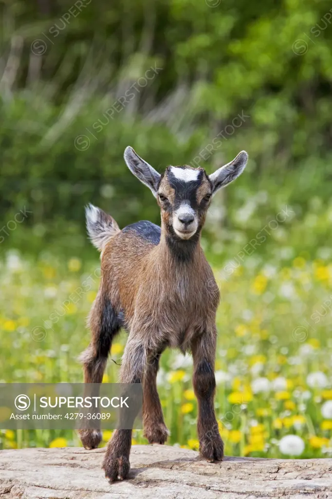 goat - cub - standing