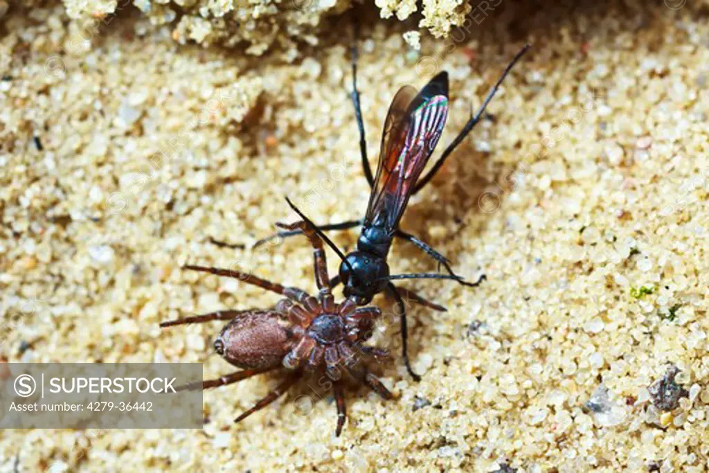 black banded spider wasp with prey, Anoplius viaticus