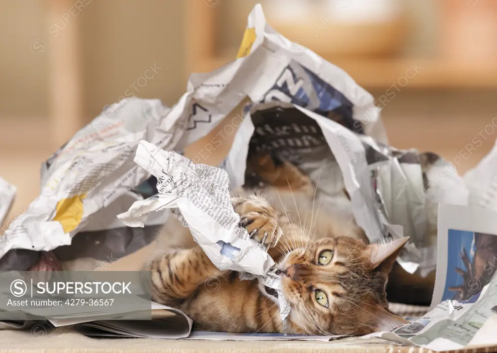 bad habit : Bengal cat destroying newspaper