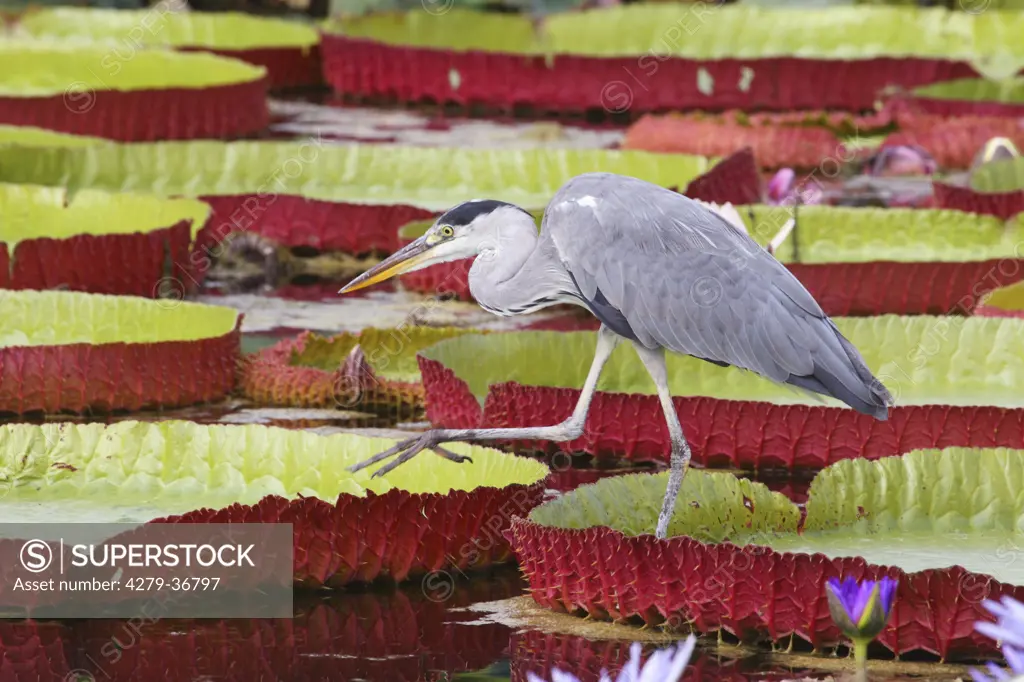 Grey Heron - walking, Ardea cinerea