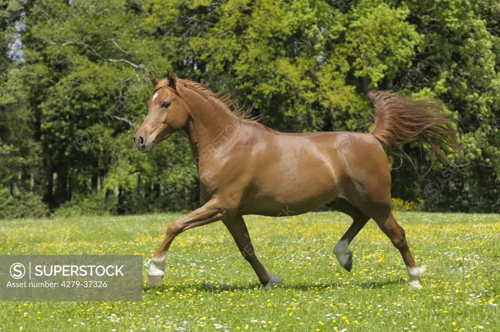 Arabian horse - trotting on meadow