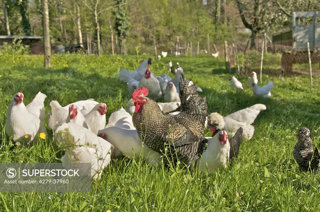 Cock And Chicken On Meadow Superstock