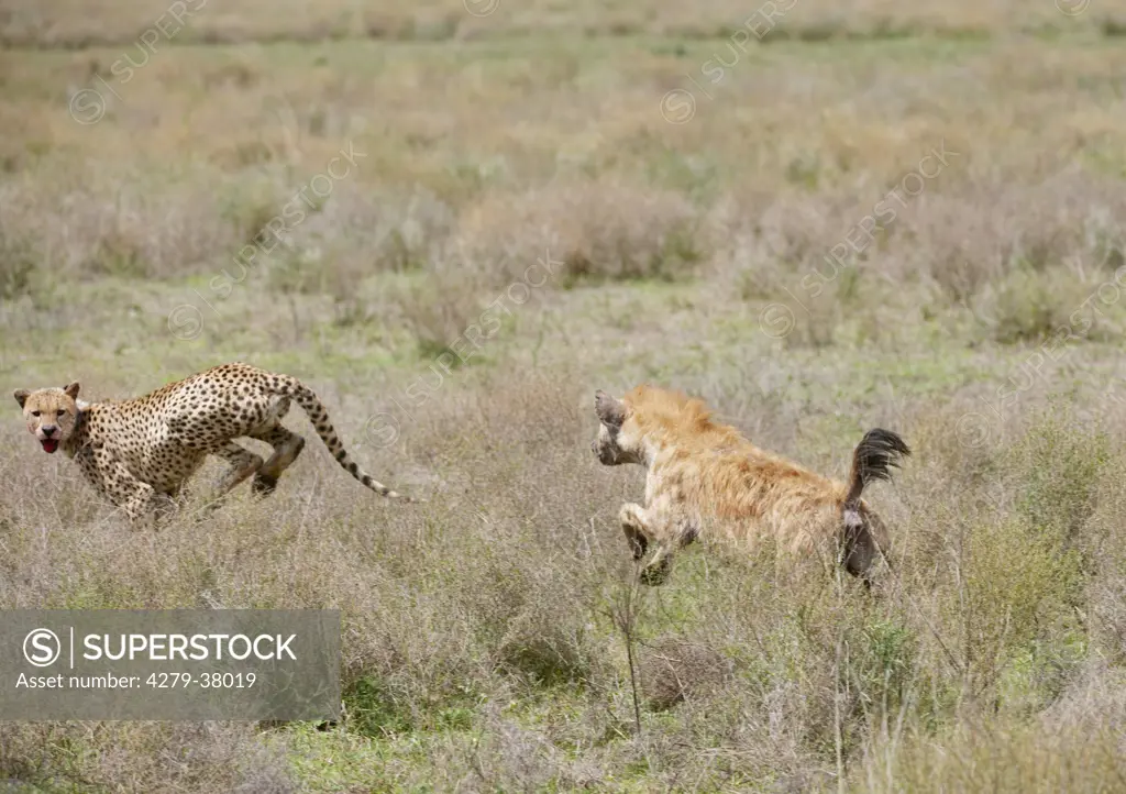 spotted hyena and cheetah, Crocuta crocuta