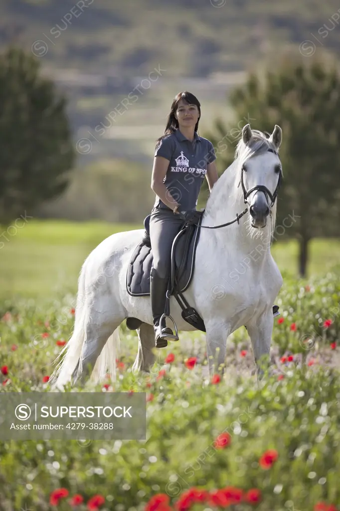 woman riding on Pure Spanish-bred horse