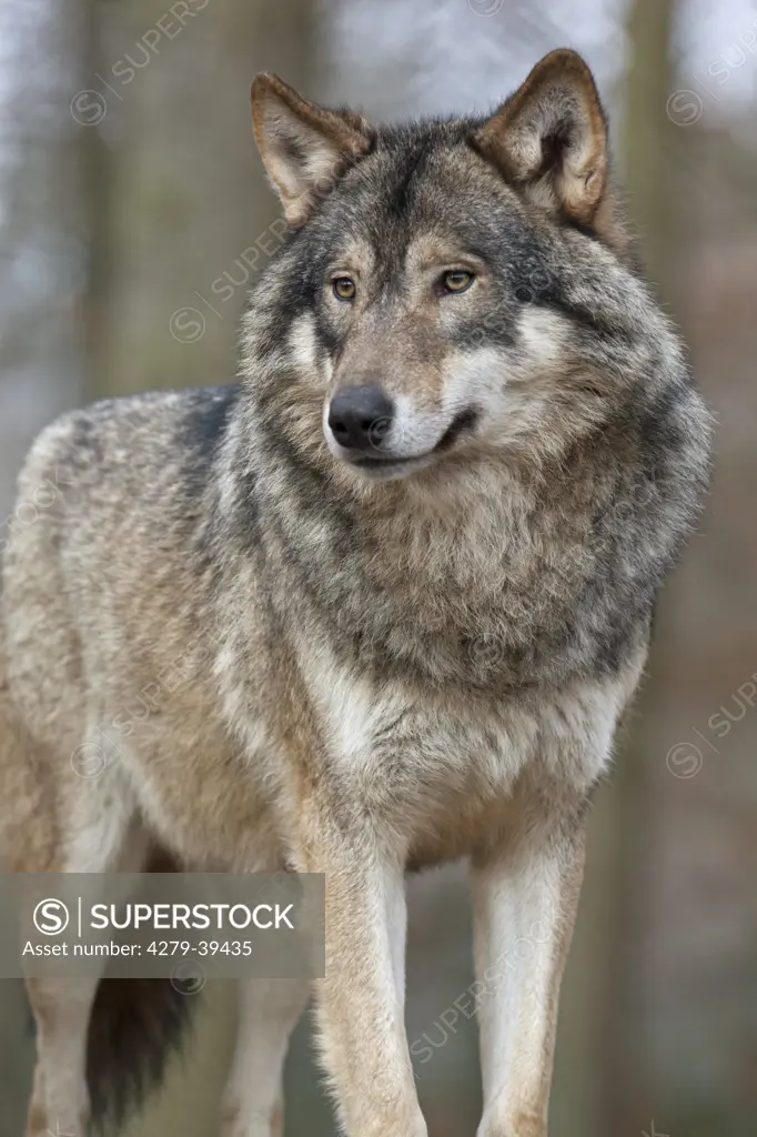 gray wolf - standing, Canis lupus