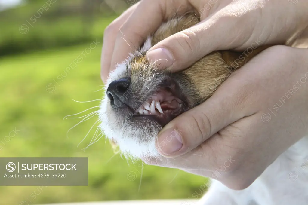 Jack Russell Terrier dog - checking teeth of a puppy