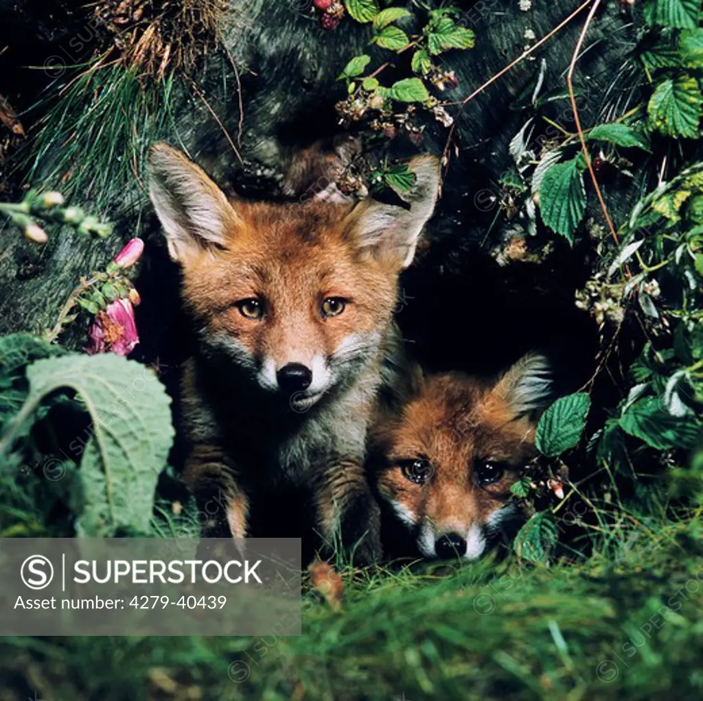 vulpes vulpes, red foxes - 2, in front of their burrow -