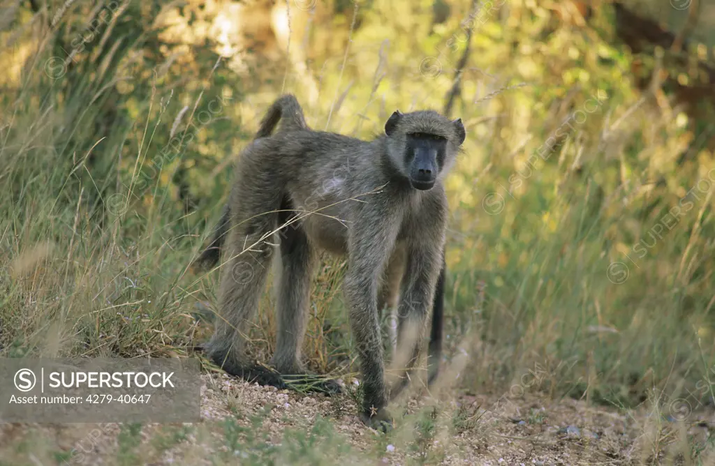 Chacma baboon - standing, Papio ursinus