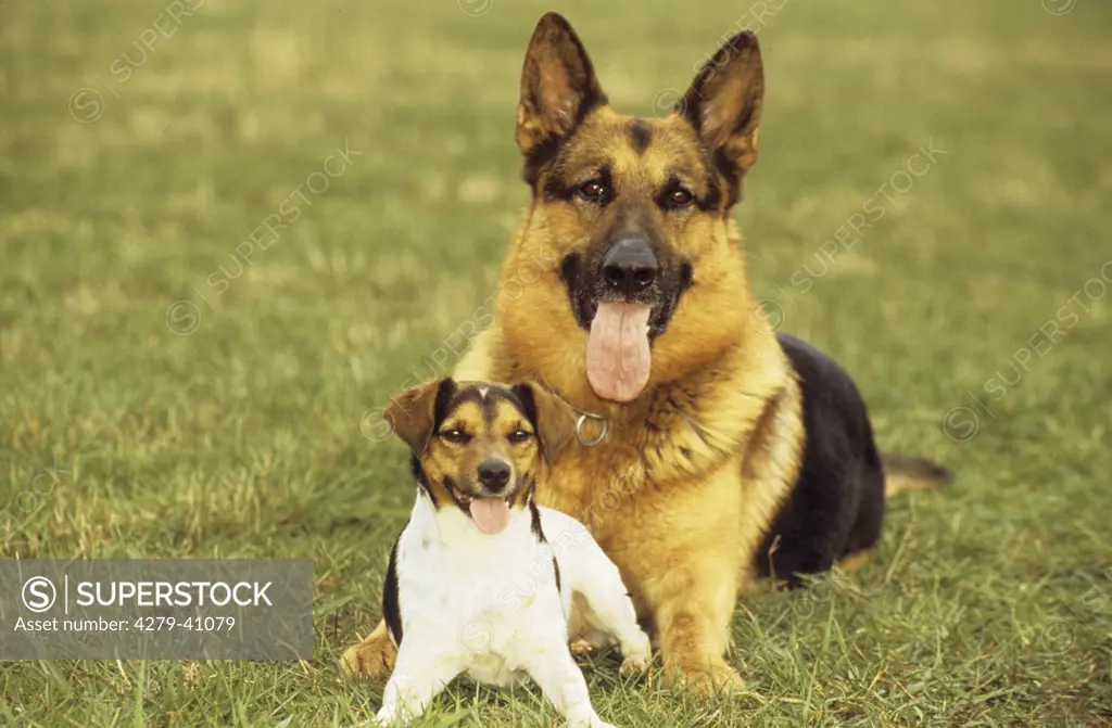 german shepherd dog Jack Russell Terrier