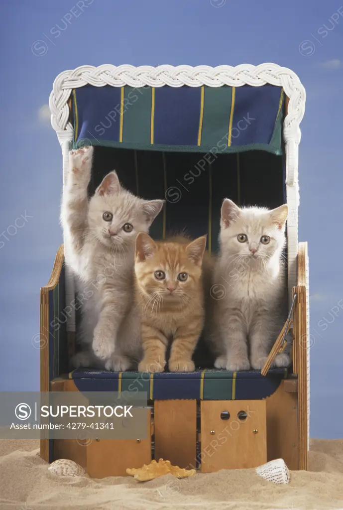 three young domestic cats in beach chair - one is waving