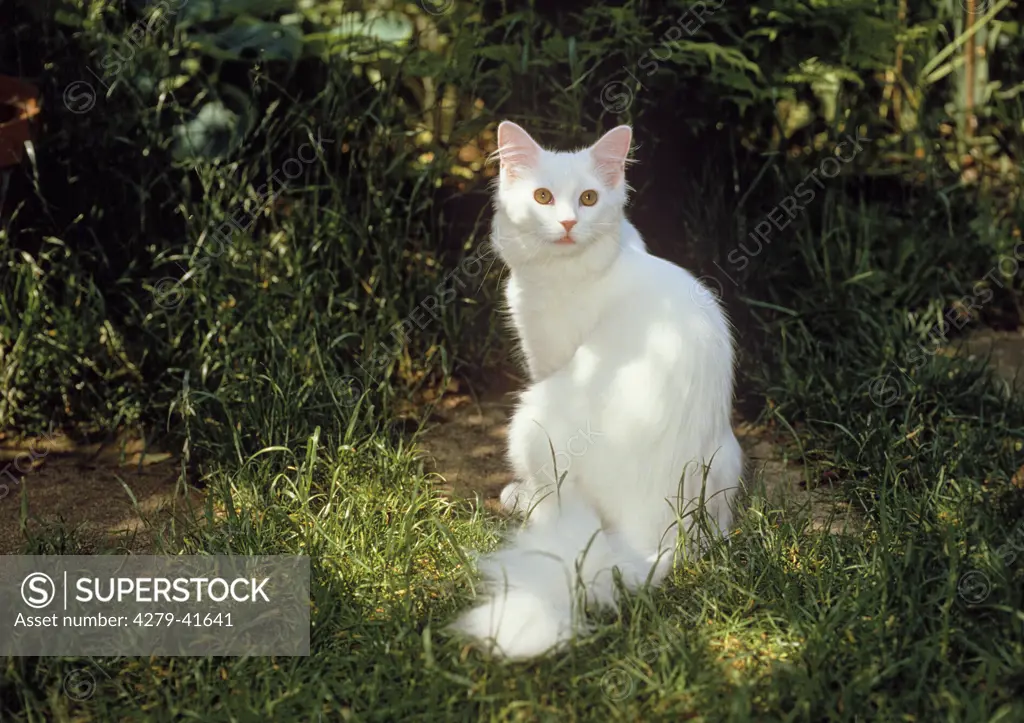 white Maine Coon - sitting in grass