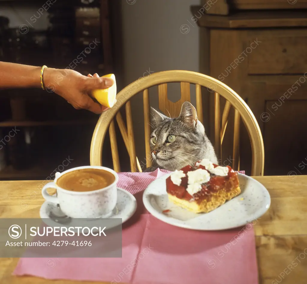 cat education - using a lemon