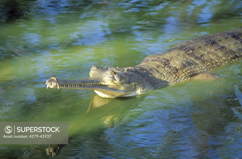 gharial - swimming, Gavialis gangeticus