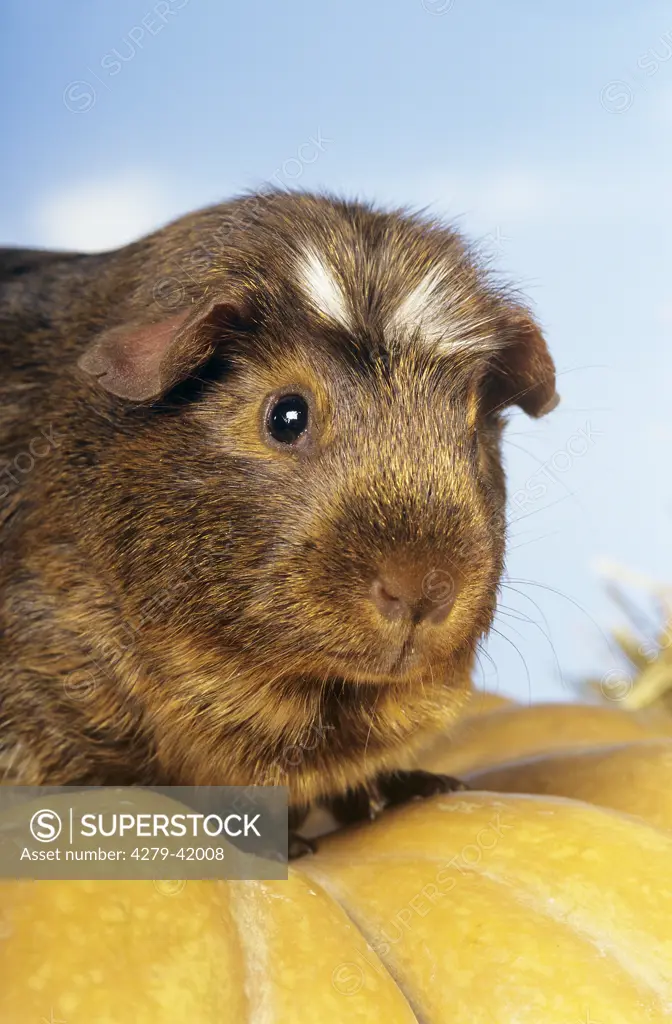 American Crested guinea pig