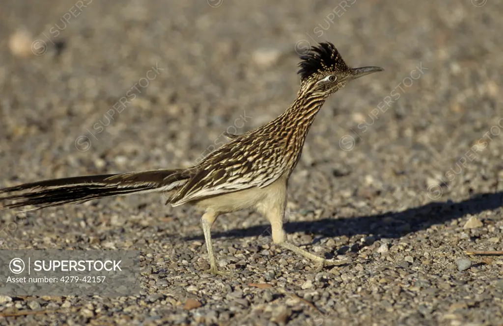 lesser Roadrunner, Geococcyx velox