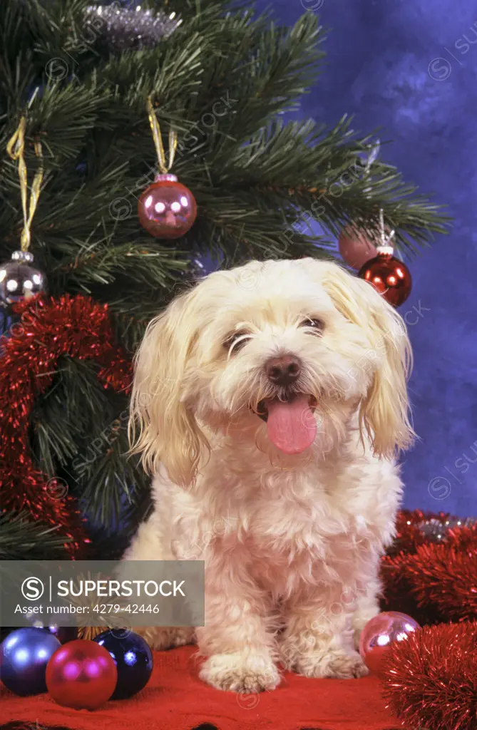 Maltese dog in front of Christmas tree