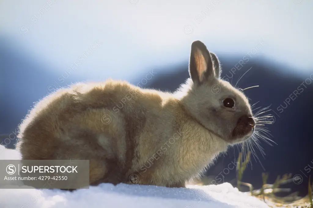 young Thuringian dwarf rabbit in snow