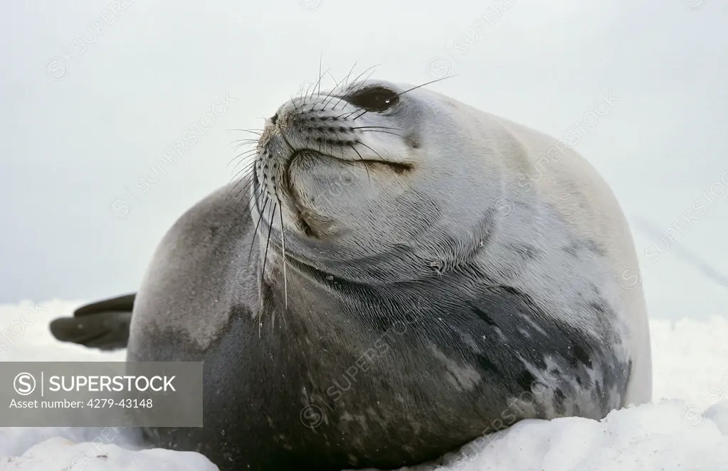 Weddell seal - lying, Leptonychotes weddellii