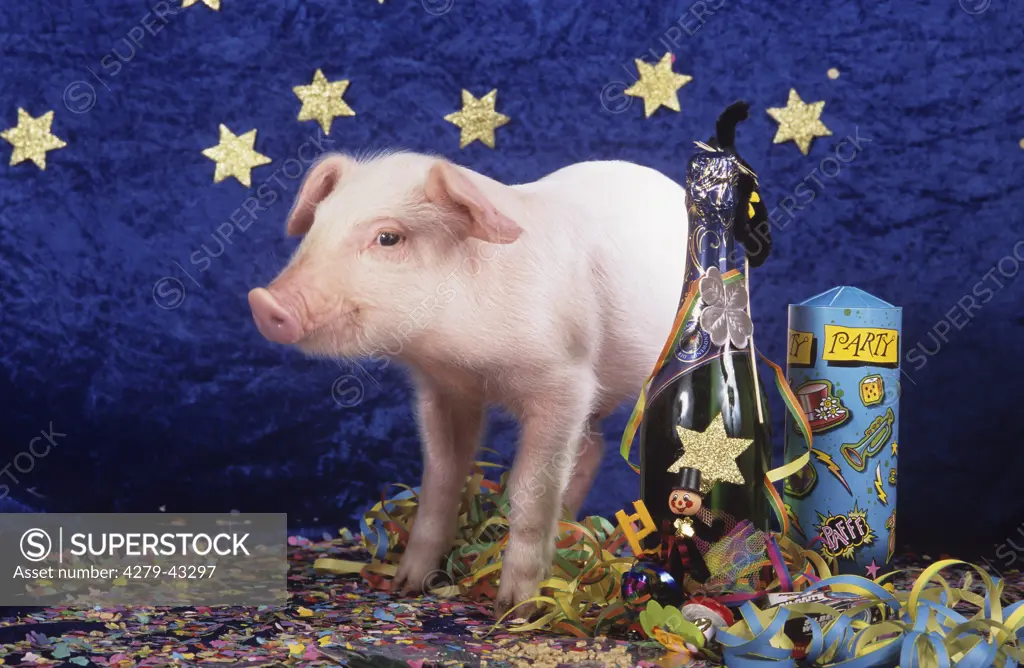 piglet in party decoration