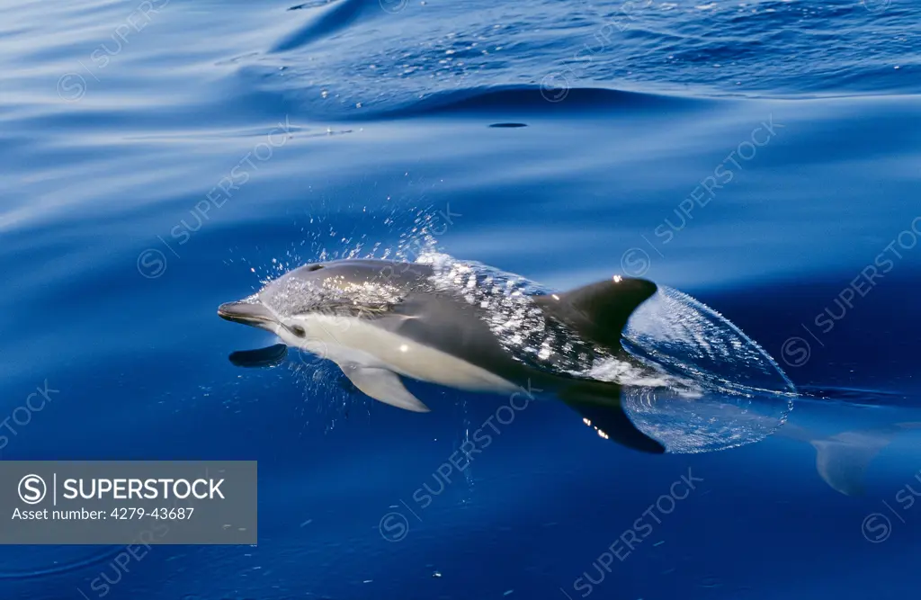 lagenorhynchus acutus, Atlantic white-sided dolphin