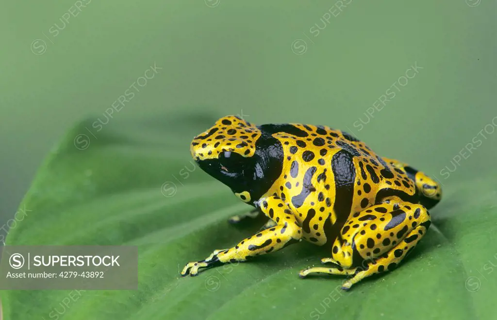 dendrobates leucomelas, yellow and black-striped arrow-poison frog