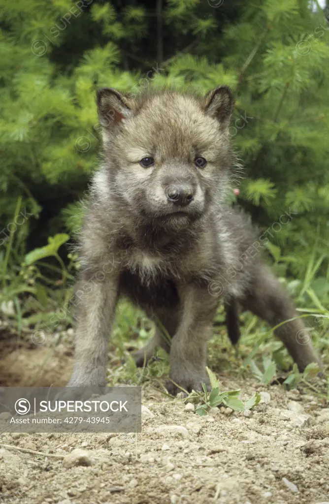 Gray wolf pup, Canis lupus