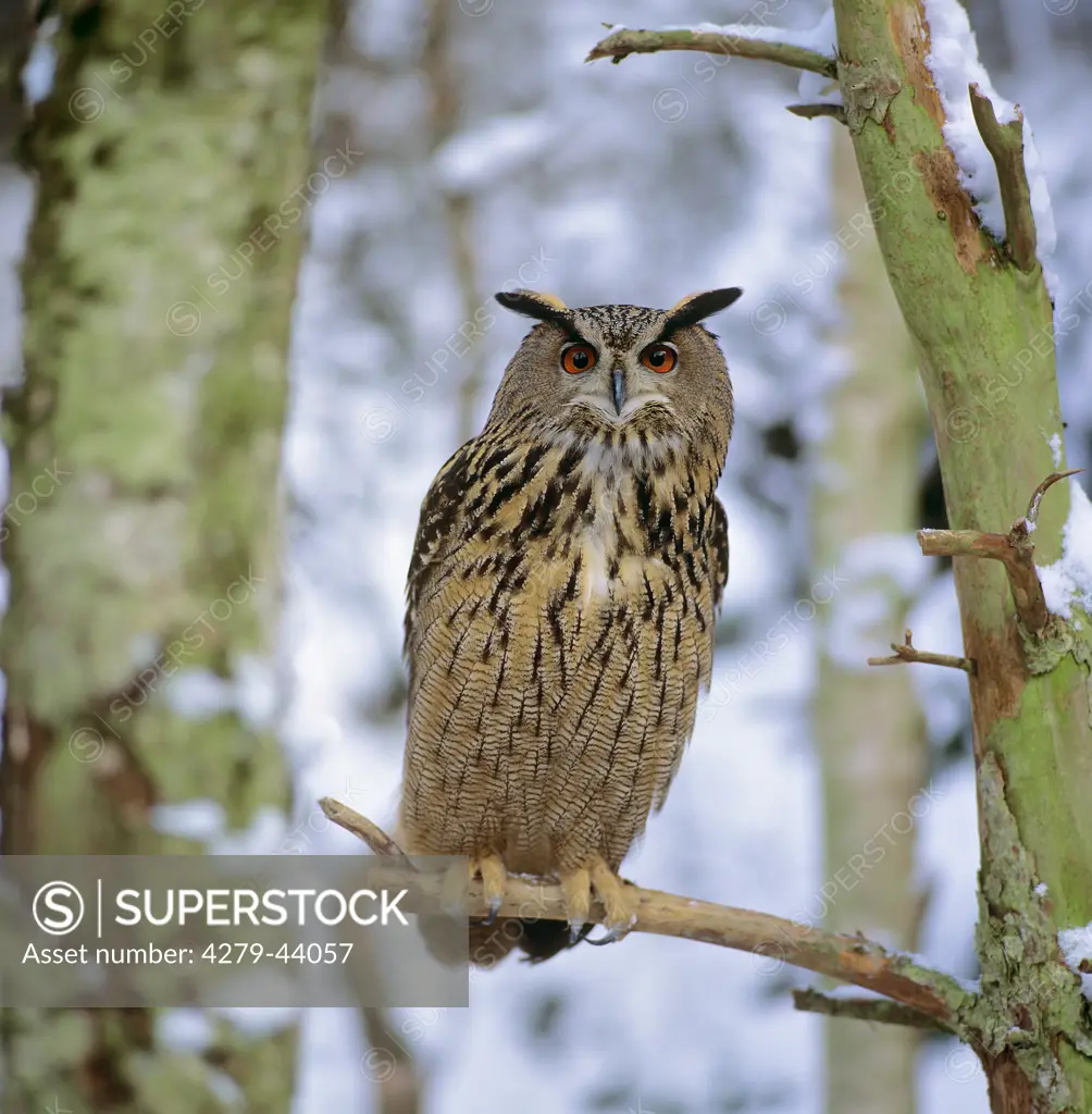 eagle owl