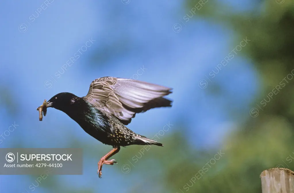 flying European starling, Sturnus vulgaris