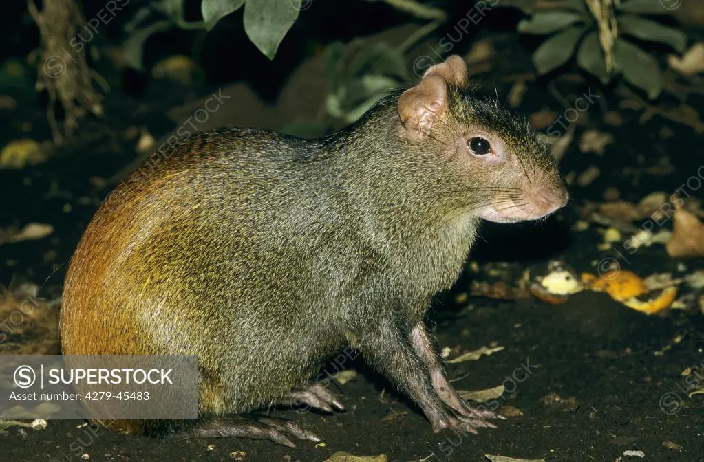 dasyprocta aguti, orange-rumped agouti