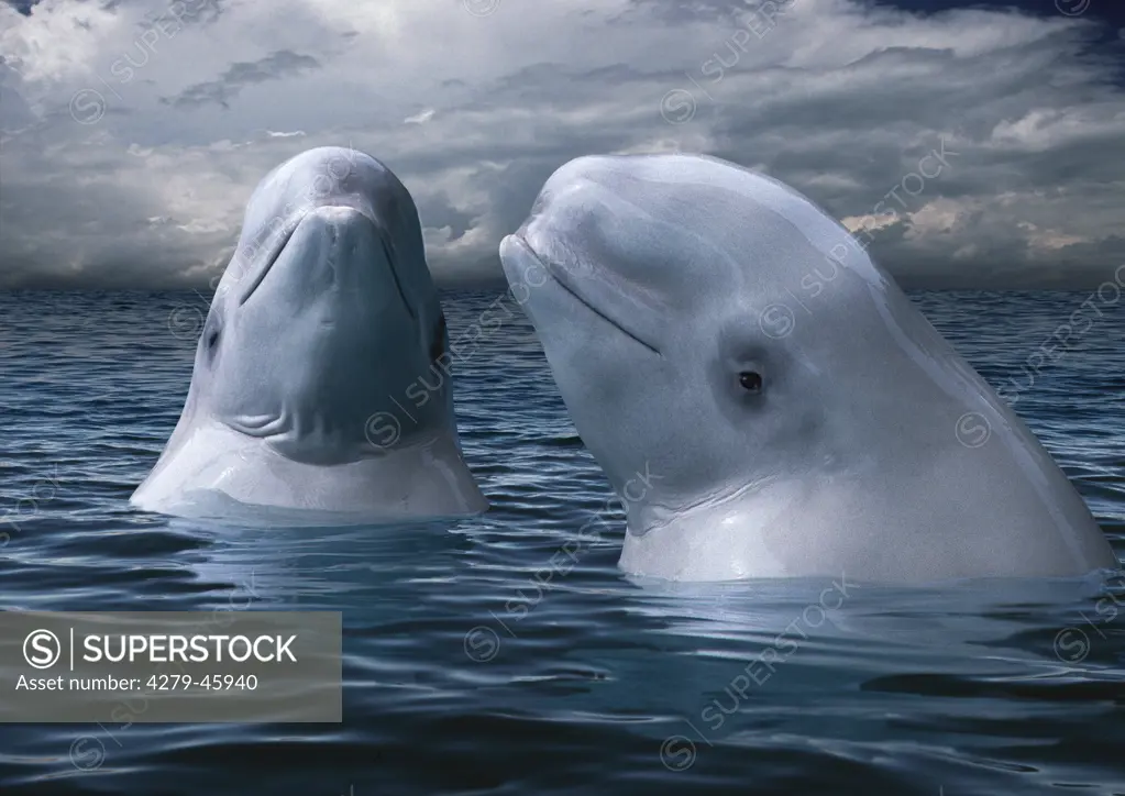 two beluga whales, Delphinapterus leucas