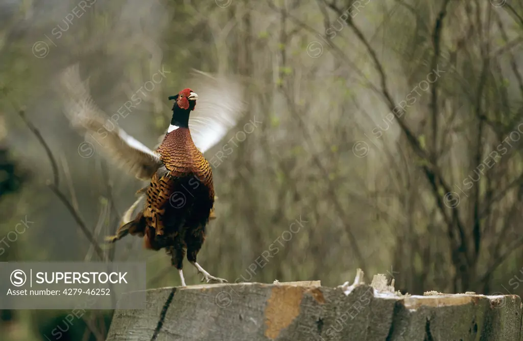 phasianus colchicus, pheasant