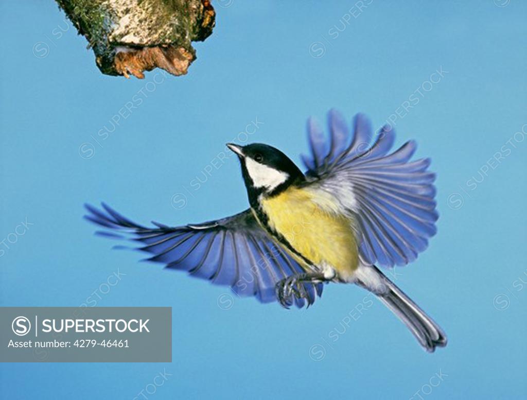 Great Tit Parus Major Passerine Bird Stock Photo 2273359951