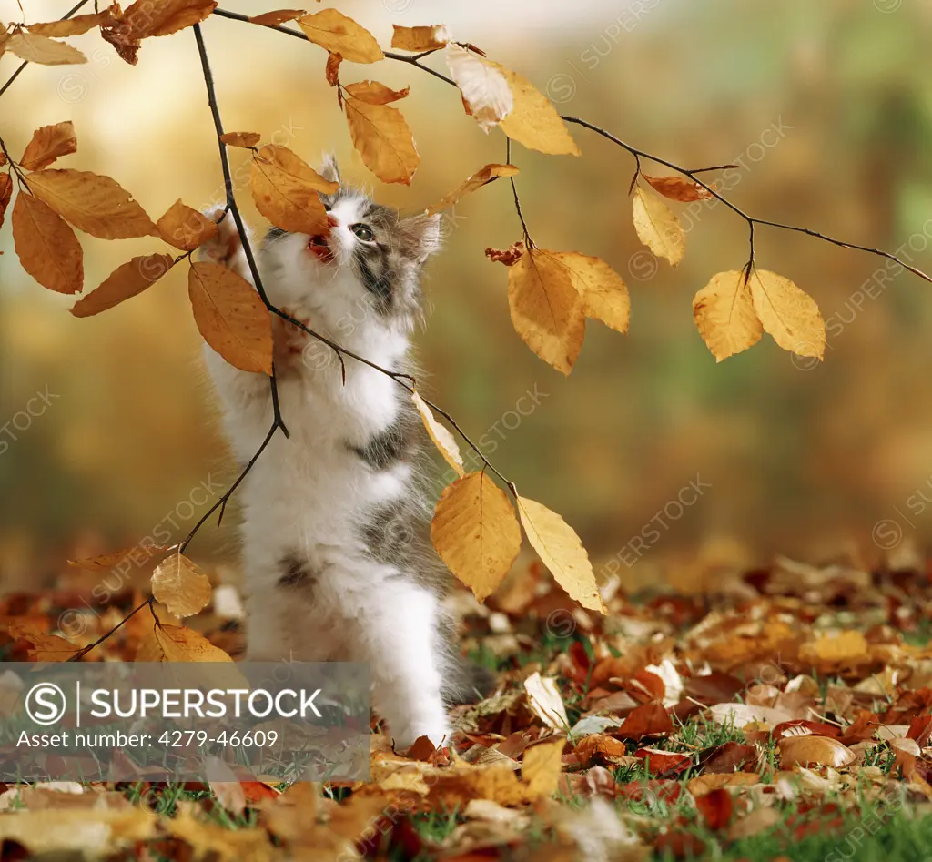 kitten in autumn