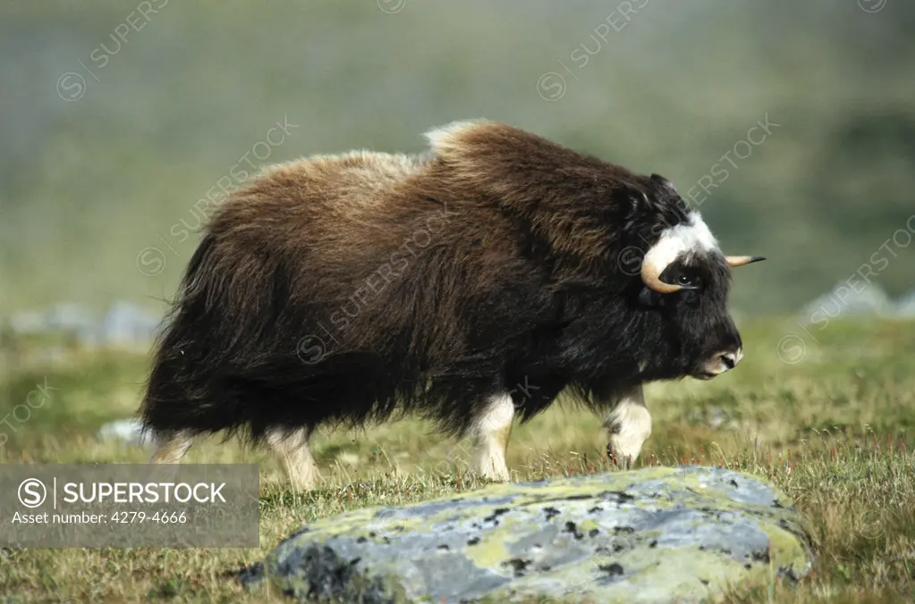 muskox, Ovibos moschatus