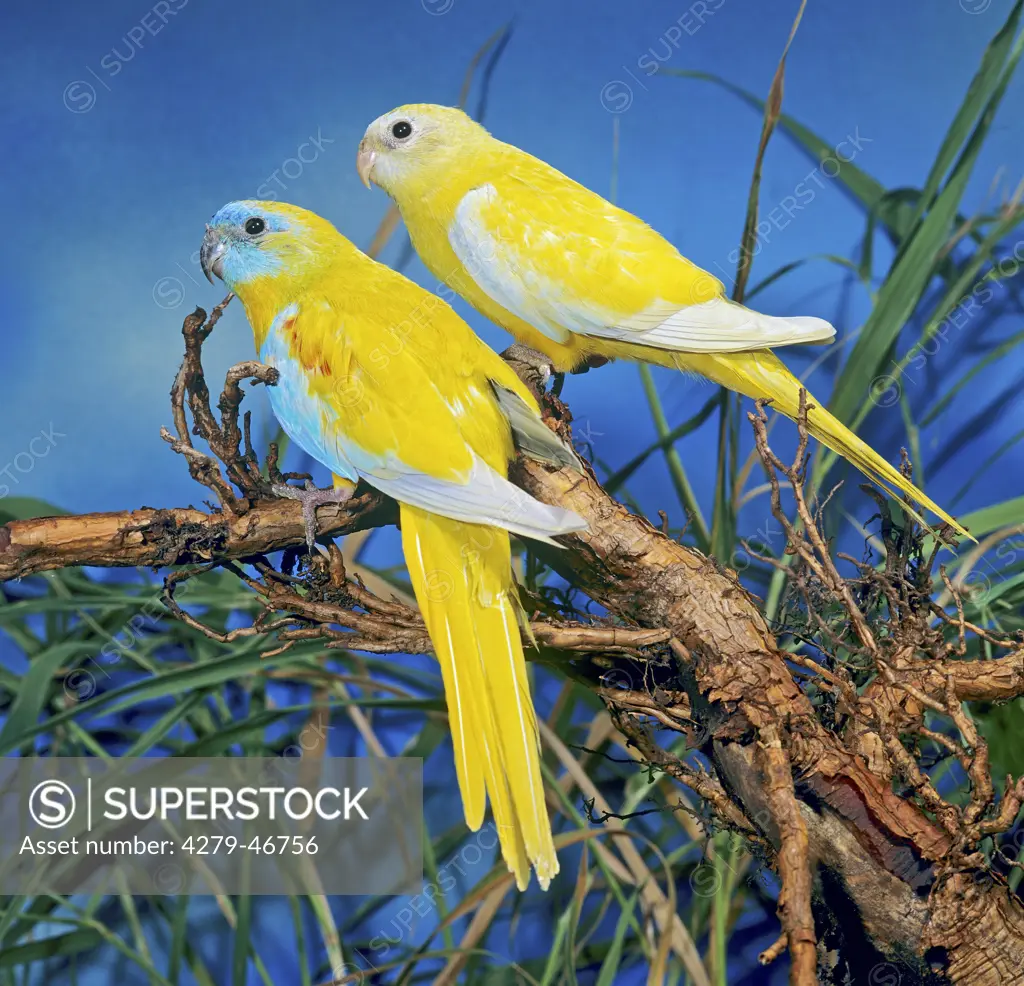 neophema pulchella, turquoise parrot