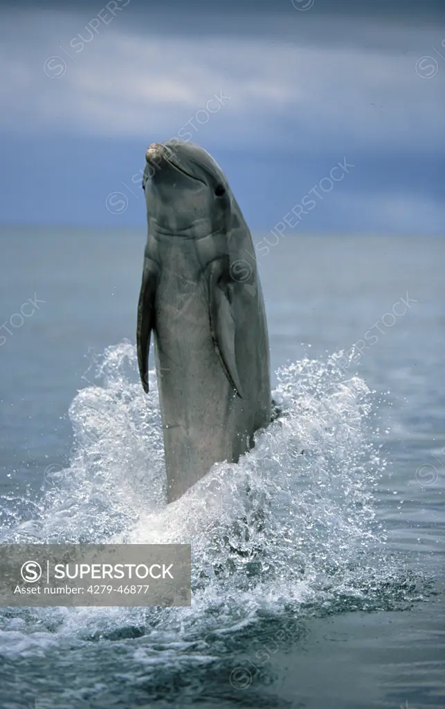 bottlenose dolphin tail-walking