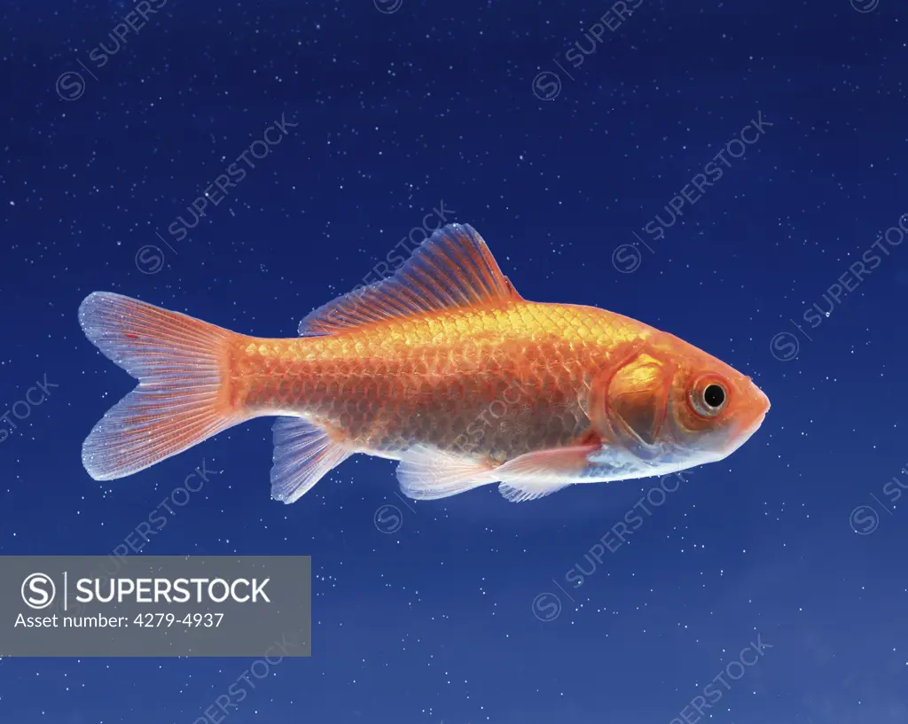 goldfish - common carp, Carassius auratus