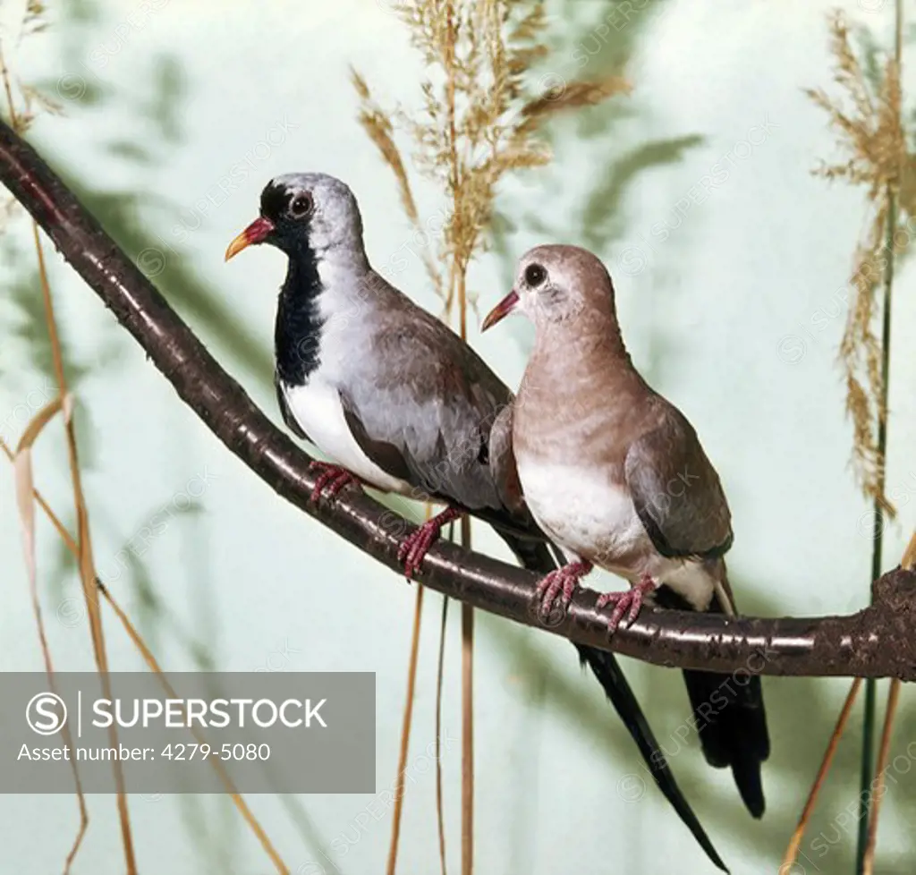 Namaqua dove - couple, Oena capensis
