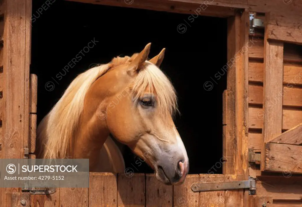 horse looking out of stable door