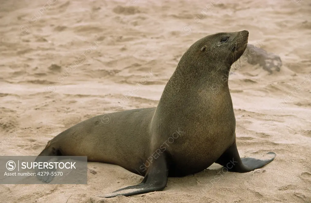 Arctocephalus pusillus, South African fur seal