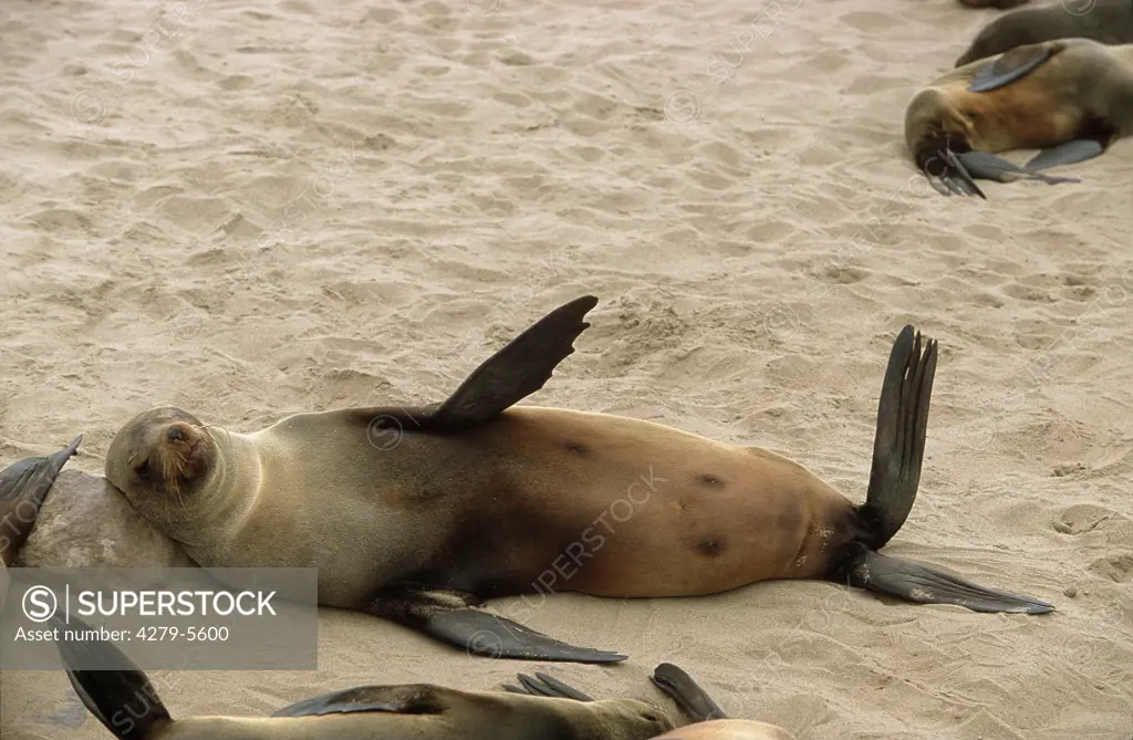 South African fur seal, Arctocephalus pusillus