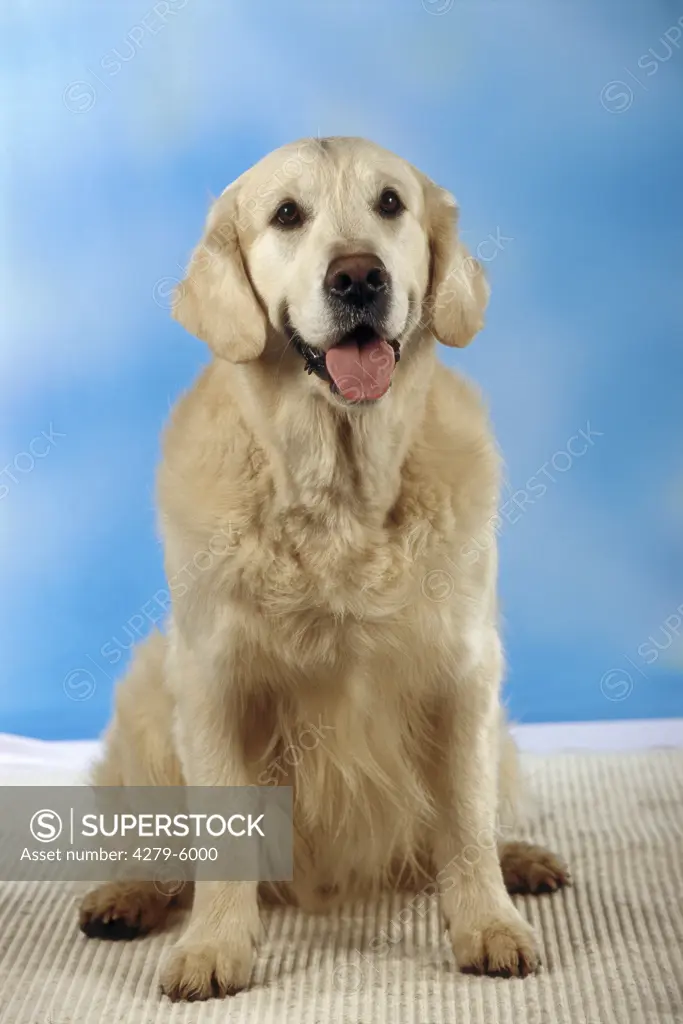 golden retriever - sitting