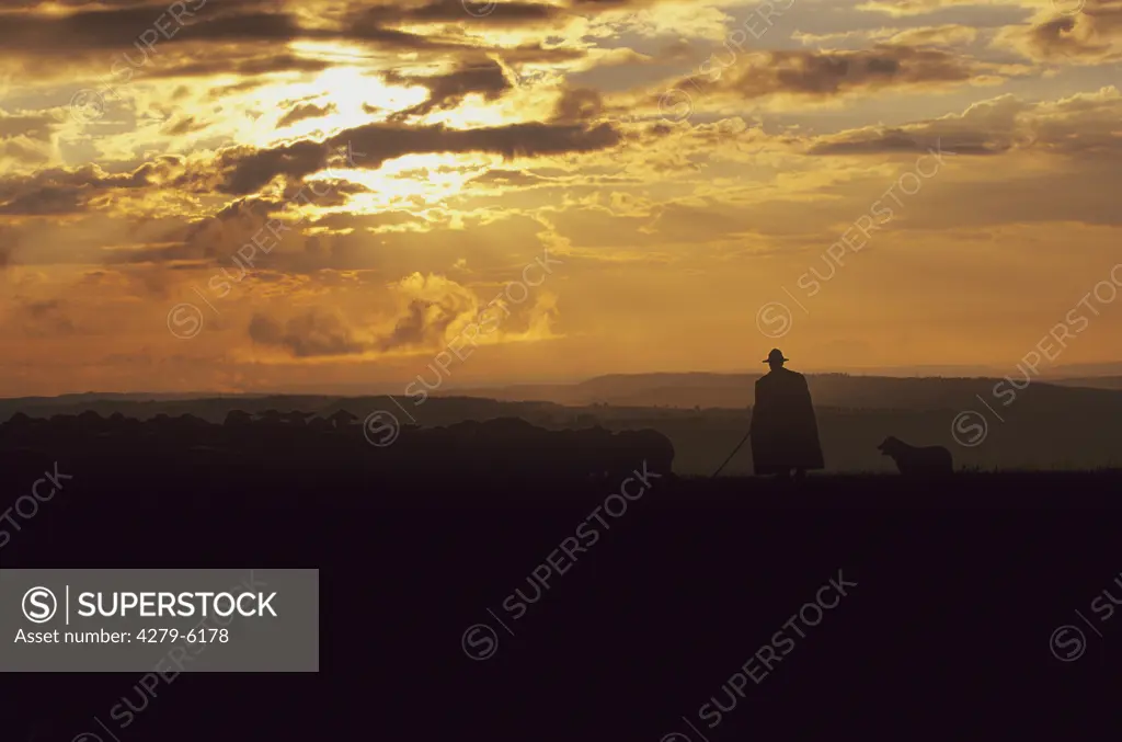 shepherd with flock of domestic sheep in backlight, Ovis aries