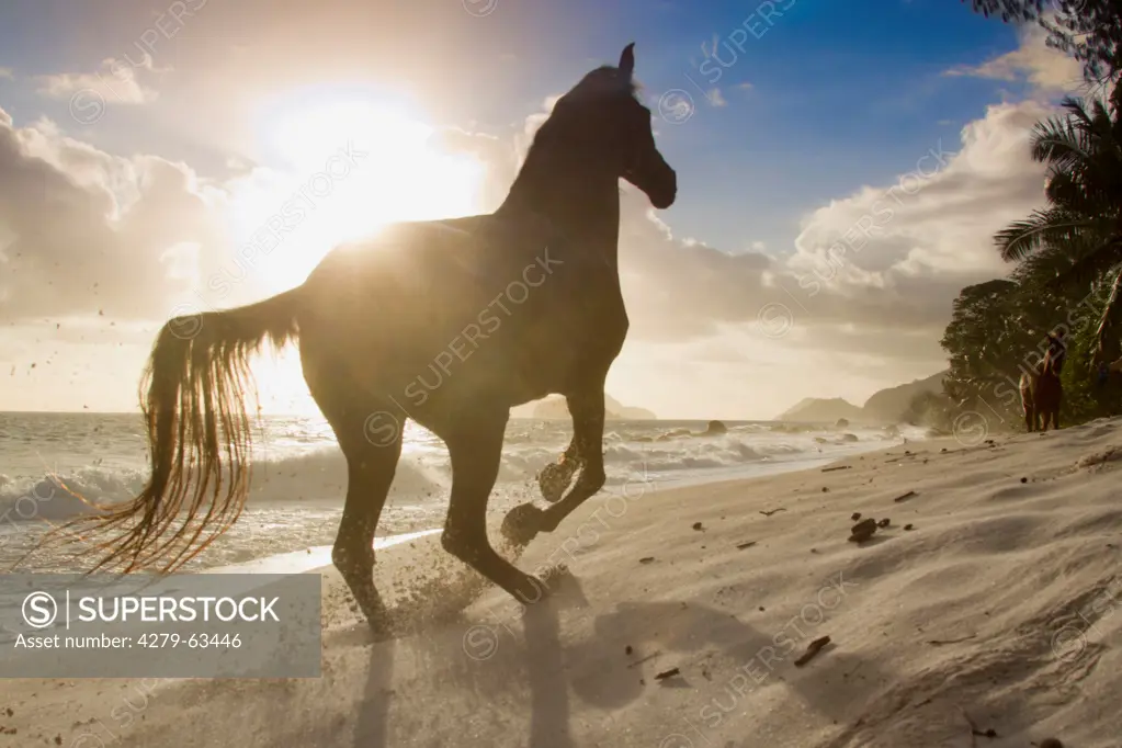 Arabian Horse in a gallop on a tropical beach. Seychelles