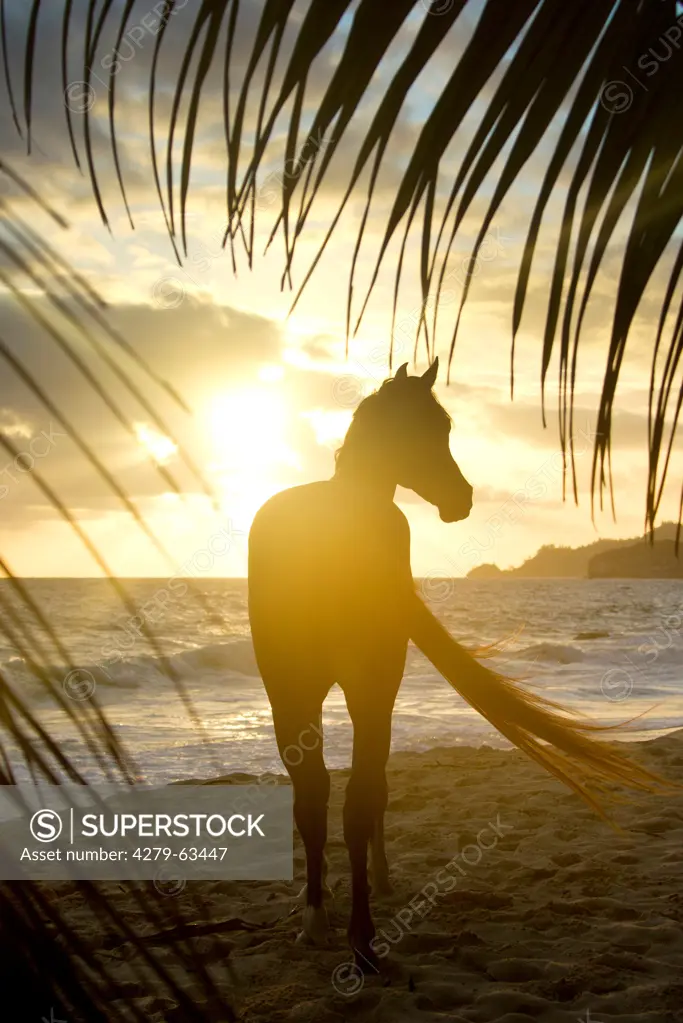 Arabian Horse. Stallion Tyfoon on a tropical beach at sunset. Seychelles