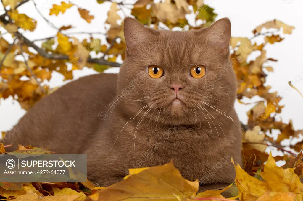 British Shorthair. Chocolade adult lying in autumn leaves