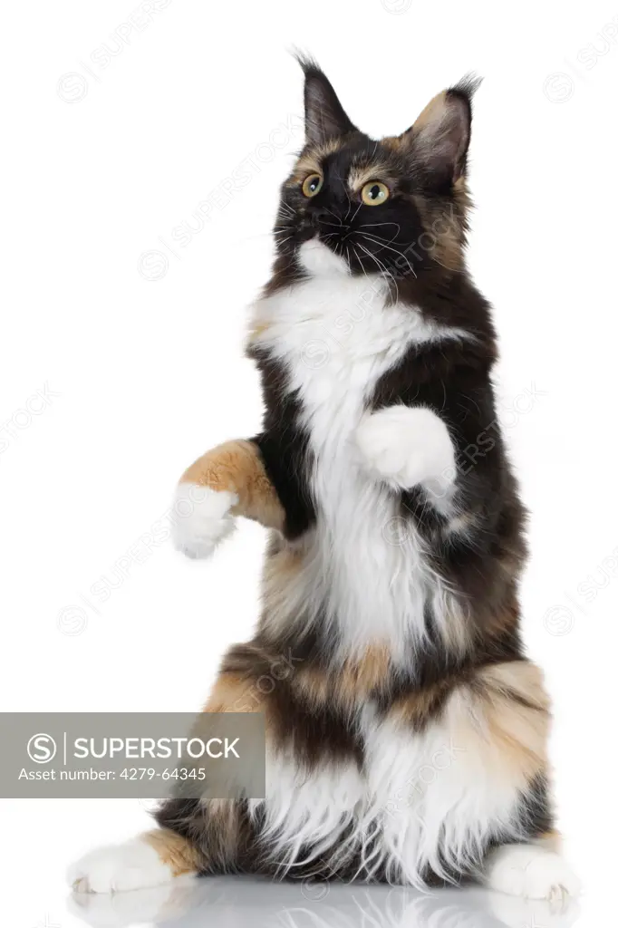 Maine Coon. Adult tricoloured cat sitting on its haunches. Studio picture against a white background