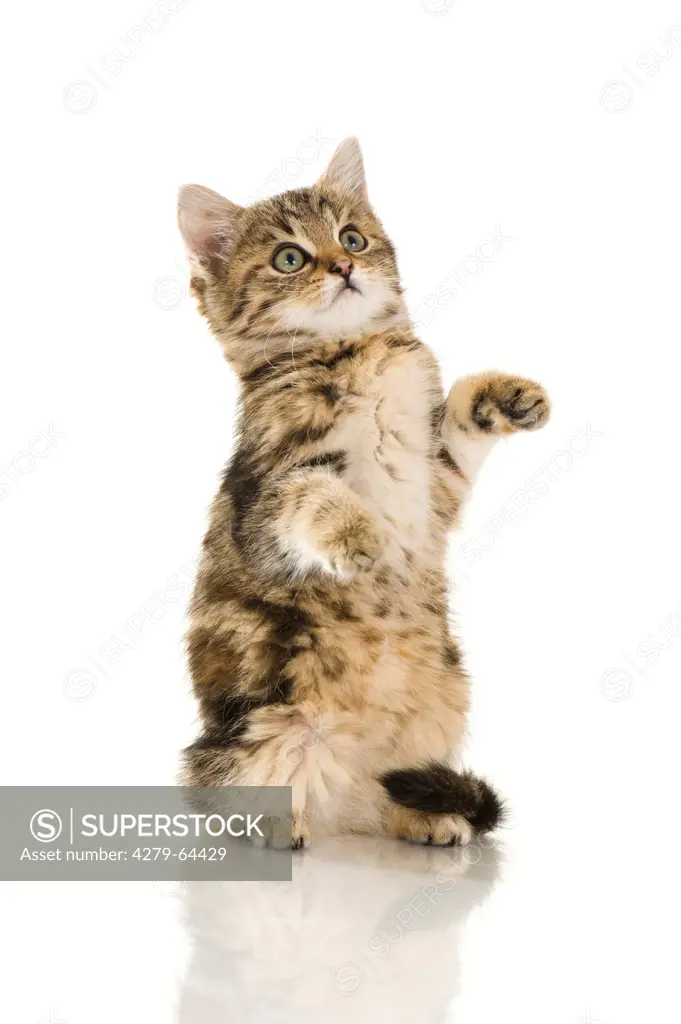 Domestic Cat. Tabby kitten sitting upright on its haunches. Studio picture against a white background